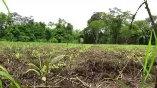 Cómo cultivar Maíz - TvAgro por Juan Gonzalo Angel - Maiz