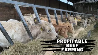 Profitable Beef Production… How we put beef on your table.