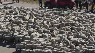 Domestic sheep cross Idaho Highway 55, head to Boise Foothills on Saturday