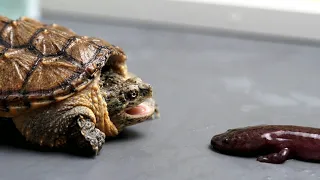 Snapping Turtle eating live Salamander almost choked to death | live feeding