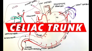 Celiac Trunk - Arterial supply to the Stomach