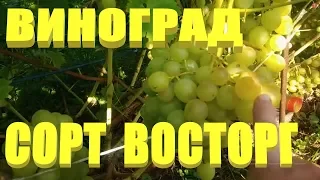 СОРТА ВИНОГРАДА.Виноград Восторг