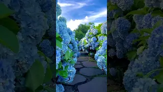 Красивые цветы🌹