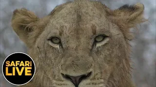 safariLIVE - Sunrise Safari - June 26, 2019