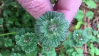 Purple Dead Nettle or Henbit - How to Tell Them Apart