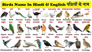 birds names in english and hindi with pdf |पक्षियों के नाम | Birds name in hindi and english |