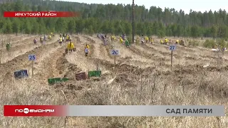 8 тысяч новых деревьев высадили на месте лесного пожара в Иркутском районе