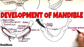 Development of the Mandible - Embryology [ Learn it in the most SIMPLE way]