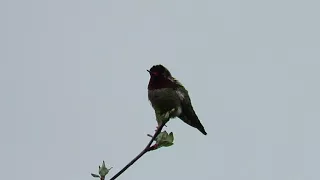 Annas hummingbird listens to american robins song Sunday morning