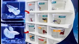 BETTA Fish SHOPPING SPREE!  **BREEDING Betta Fish?**