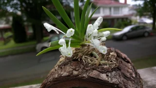 Podangis dactyloceras in bloom