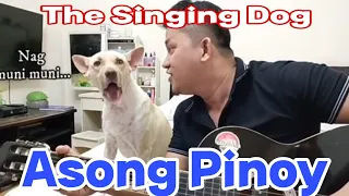 THEO the singing Dog 🐕 🐕🐕🤣🤣🤣