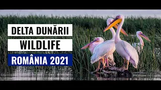 Delta Dunarii, Viata Salbatica - Danube Delta, Wildlife | Romania 2021