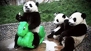 FUNNY and CUTE PANDA 🐼 will make you Laugh Your Head Off - Funny Babies and Pets | Panda Love