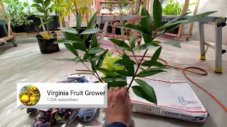 Rose Apple (Syzygium jambos) Cutting from Virginia Fruit Grower Channel (Also Governor's Plum)