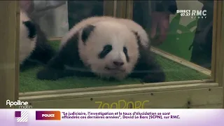 Zoo de Beauval : les bébés pandas ont été baptisés Yuandudu et Huanlili