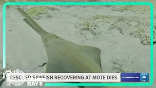 Sawfish is euthanized after rescuers try to rehabilitate it