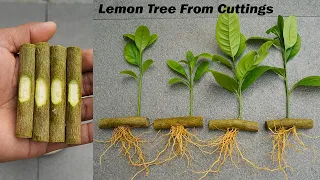 Try growing lemon tree from cuttings very fast - with onions