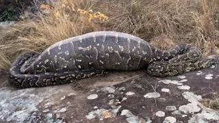 Giant 13ft Python Eats Itself To Death By Swallowing Prickly Porcupine