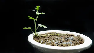 Growing Watermelon Time Lapse - How to Grow Watermelons