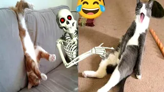 Funniest Cutest Cats and Dogs🐱New Funny Animals 2024🐈😜 Part 12