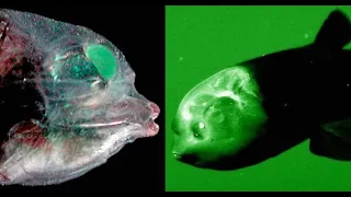 Barreleye - Deepsea Oddities