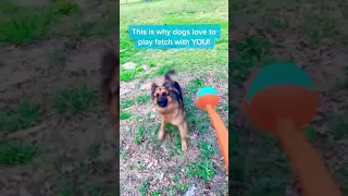 Why Dogs Like To Play Fetch