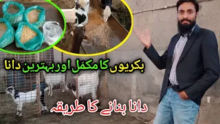 Best Diet For Female Goats/Gabban Ho Khali Yeh Dana Best Hai || Abid Hannan Official.