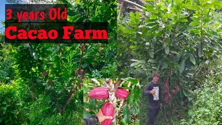 How Productive are 3 years Old Cacao Farm...