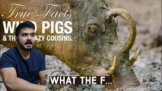 True Facts: Wild Pigs (zefrank1) CG Reaction