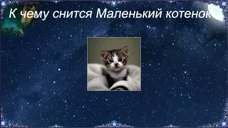 К чему снится Маленький котенок (Сонник)