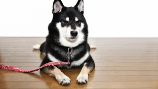 Getting to Know a Shiba Inu - A Perfect Breed For First-Time Dog Owners!