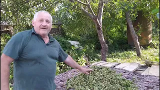 Фундук та врожай ліщини 🌰