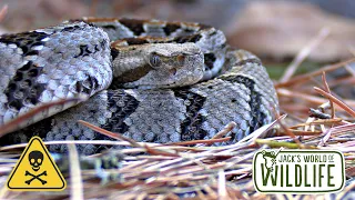Most VENOMOUS RATTLESNAKE in OKLAHOMA? The TIMBER Rattlesnake!