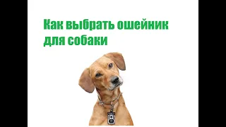 Как Выбрать Ошейник Для Собаки & ТОП-3 Ошейников Для Собак. Ветклиника Био-Вет