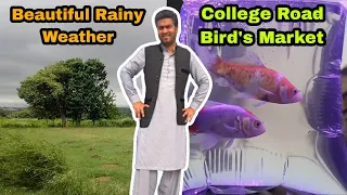 College Road Rawalpindi Bird's Market | Fish | Animals | Birds @RawalpindiPets