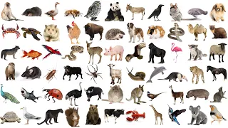 Animals Vocabulary In English - Learn 200+ Common Animal Names with Pictures and Pronunciation