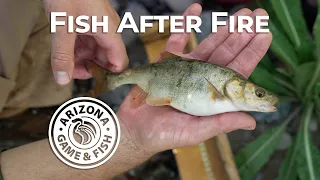 Fossil Creek Fish Survey