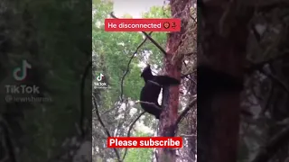 He disconnected bear falls out of tree #trending