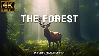 THE FOREST 4K - Scenic Relaxation Film With Inspiring Cinematic Music