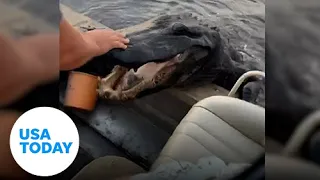 Massive gator attempts climbing into boat full of scared passengers | USA TODAY