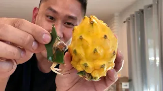 How to Root Dragon Fruit Stem From Store Bought Fruit Part 1