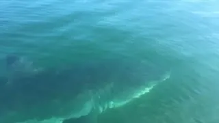 Boy, father have close encounter with shark