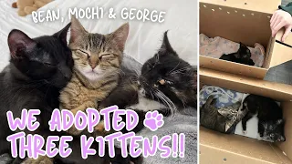 We Adopted THREE KITTENS! | Bean, Mochi and George (our first vlog)