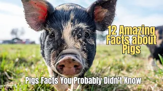 Facts about Pigs - 12 Amazing Facts about Pigs That You May not Know