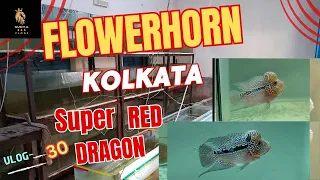 kolkata lowest price  flowerhorn Premium Quality vlog-30 #viral#video#flowerhorn#trending