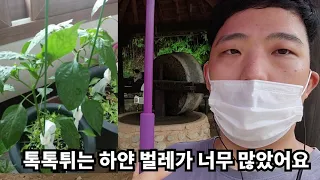 제가 집에서 채소 안 키우는 이유 알려드릴게요