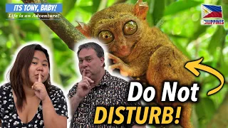 QUIET PLEASE! The Adorable Tarsiers of Bohol, Meet the Worlds Smallest Primates!