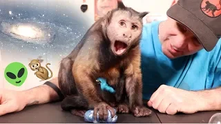 Capuchin Monkey Fascinated by Galaxy Slime!