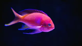 My Top 7 Favourite Fish (And 1 I HATE)